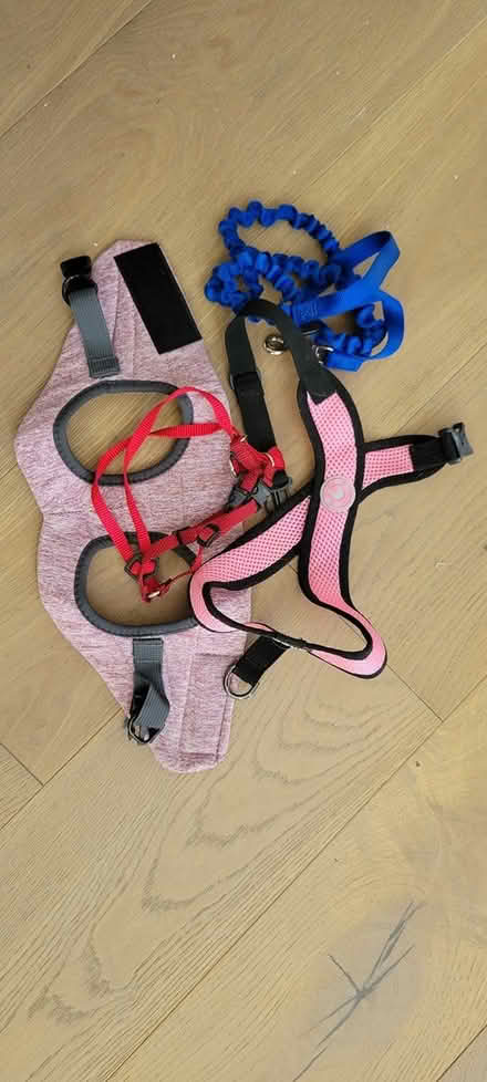 Photo of free Cat Harnesses (Bowie) #1