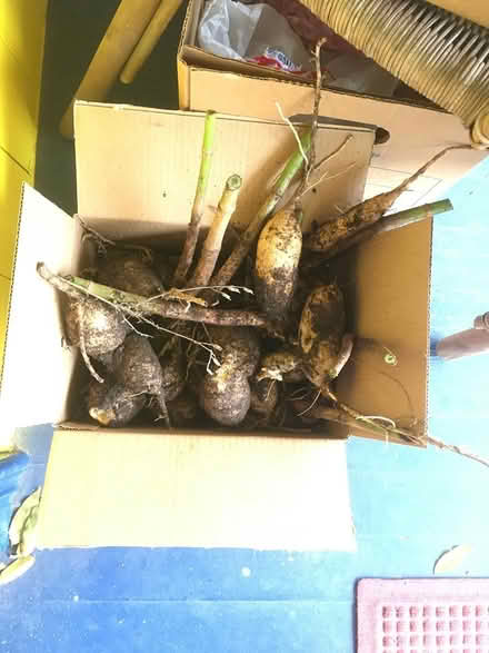 Photo of free Dahlia tubers (Wallingford) #1