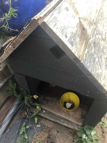 Photo of free Animal shelter (Aylestone LE2) #1