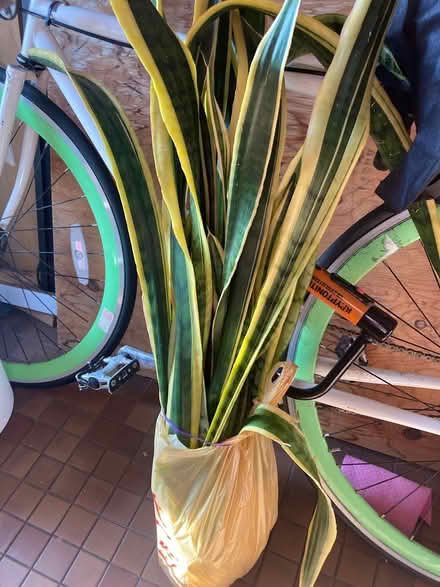 Photo of free snake plant cuttings (UpperWest Side) #1