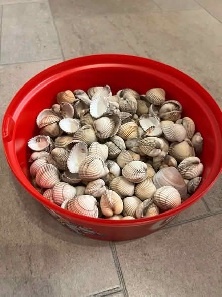 Photo of free Shells (Castle Bromwich B36) #1