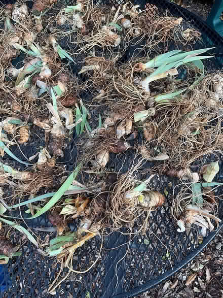 Photo of free Iris Rhizomes (Woodacre) #1