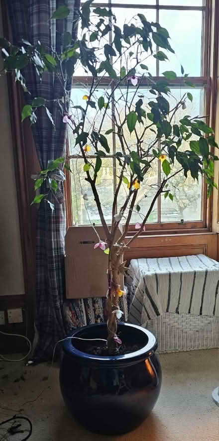 Photo of free 2 large Ficus plants-Indoor plants (AB10 1QN) #1