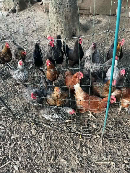 Photo of free Frozen chicken necks and feet (MoCo PG Howard county) #1