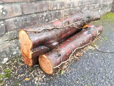 Photo of free Yew wood for turning? (Burgess Hill) #1