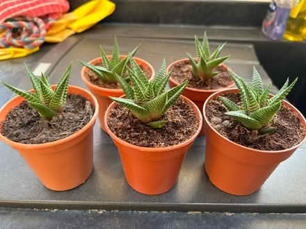 Photo of free Haworthia Indoor succulents (Wigston Magna) #1