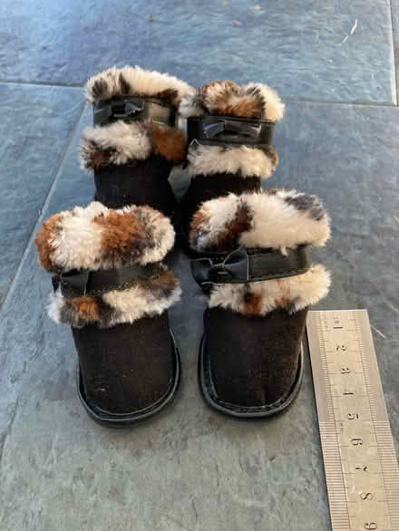 Photo of free Cute winter boots for small dog (Bexhill on sea TN39) #1