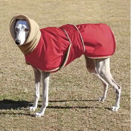 Photo of free Greyhound/whippet coat (Northfield B31) #1