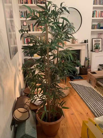 Photo of free Artificial bamboo tree in pot (N8 Harringay Ladder) #1