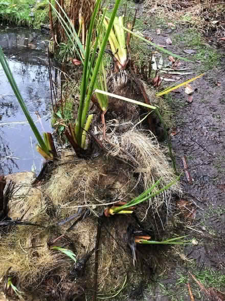 Photo of free yellow flag irises (Sprowston NR7) #1