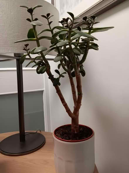 Photo of free Jade plant (Chipping Ongar CM5) #1