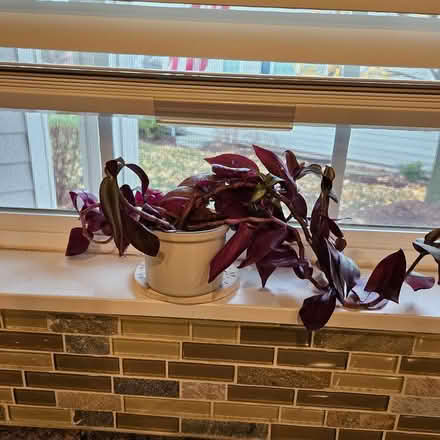 Photo of free Wandering Jew clippings (West side) #1