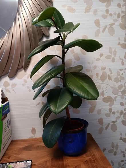 Photo of free Rubber tree plant (Chipping Ongar CM5) #1