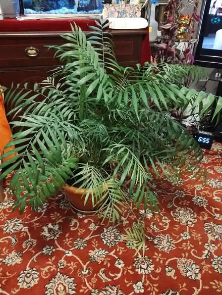 Photo of free Houseplant (Bratton BA13) #1