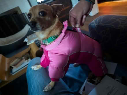 Photo of free Tiny dog snow suit (Hyattsville) #1