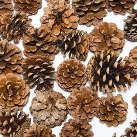 Photo of Pine cones or acorns (Woodley RG5) #2