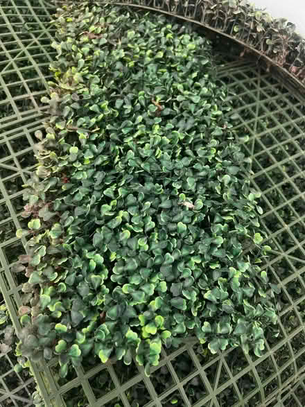 Photo of free Artificial boxwood panels (North Long Beach) #4