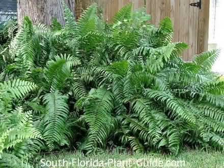 Photo of free sword ferns other exterior plants (hollywood hills) #2