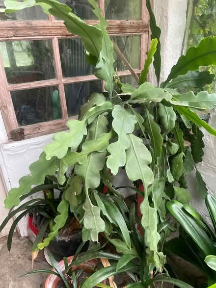 Photo of free Plants (Summercourt) #1