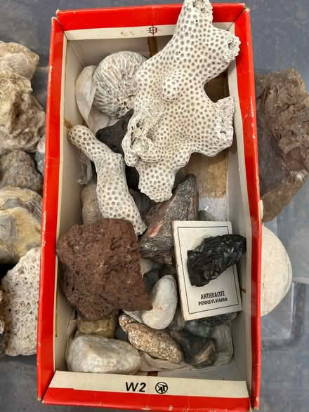 Photo of free Rocks and Fossils (Clarendon/Lyon Village/) #3