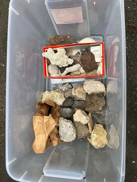 Photo of free Rocks and Fossils (Clarendon/Lyon Village/) #1