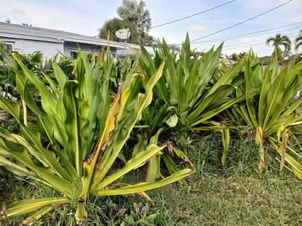 Photo of free sword ferns other exterior plants (hollywood hills) #1