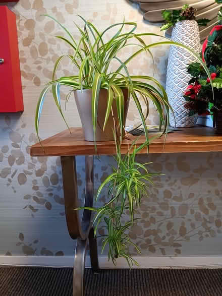 Photo of free Lovely houseplant in pot (Chipping Ongar CM5) #1