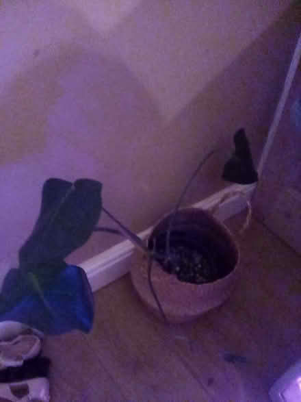 Photo of free Plant and artificial flowers (Wallasey) #1