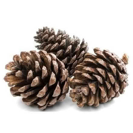 Photo of Pine cones or acorns (Woodley RG5) #1