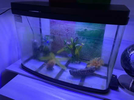 Photo of free Fish tank (South Woodford) #1