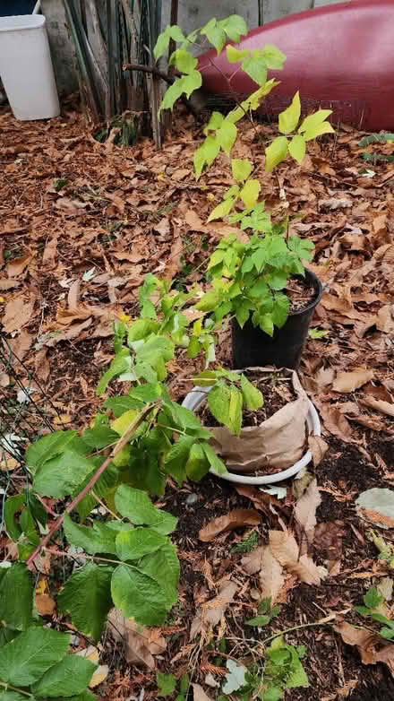 Photo of free red raspberry plants (Maple Leaf) #1