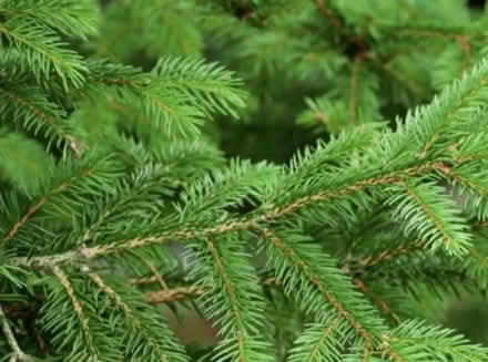 Photo of Evergreens- for wreaths (North San Jose near Milpitas) #1