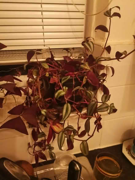 Photo of free Medium tradescantia plant (Whalley range M16 7) #1