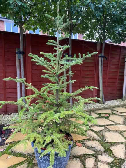 Photo of free 150 cm tall pot grown 🌲 (Colchester, Highwoods) #1