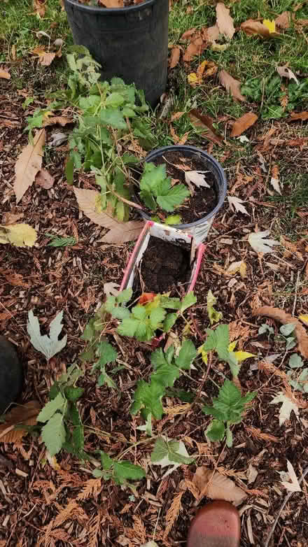 Photo of free olympic berry plants (Maple Leaf) #1