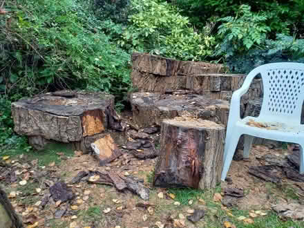 Photo of free Rounds of poplar wood (Heaton Moor SK4) #1