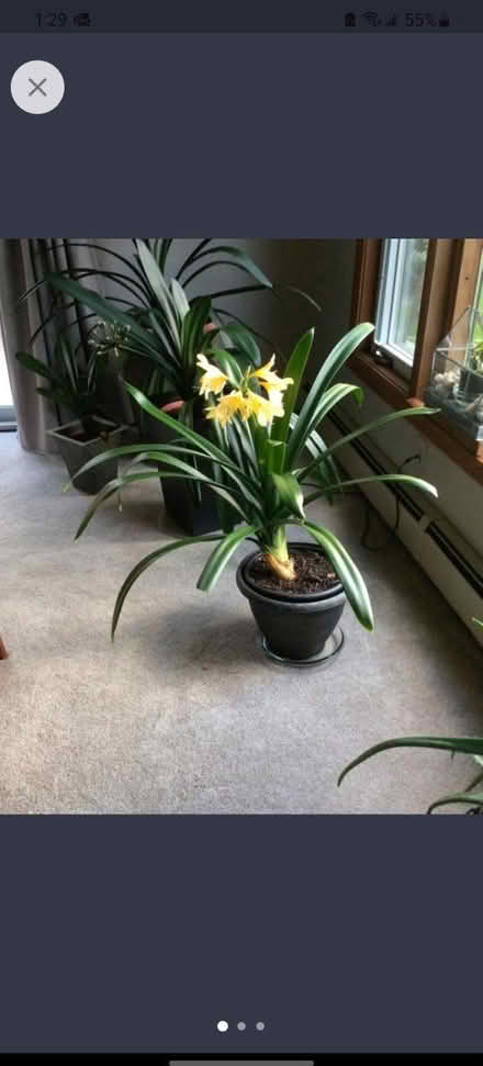 Photo of Clivia (Mississauga Ontario Canada) #1