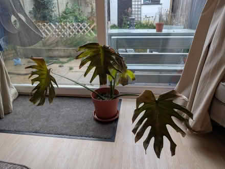 Photo of free Frost Damaged Monstera (Hemel Hempstead, HP2) #1