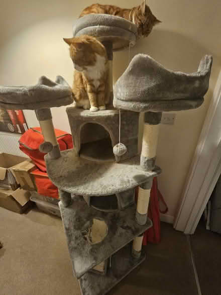 Photo of free Large Cat Tree (Billingshurst) #1