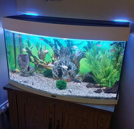 Photo of free 180ltr Fish Tank (New Ash Green DA3) #1