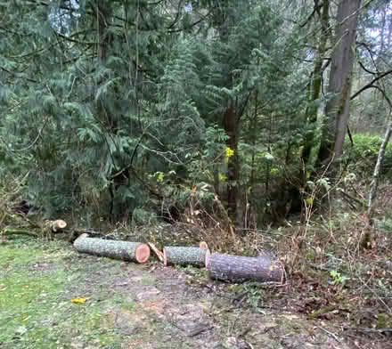 Photo of free firewood (North end of Sammamish) #2