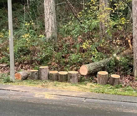 Photo of free firewood (North end of Sammamish) #1