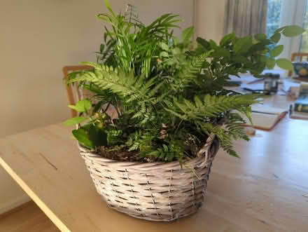 Photo of free Planter with four plants (Lower Buckland SO41) #1