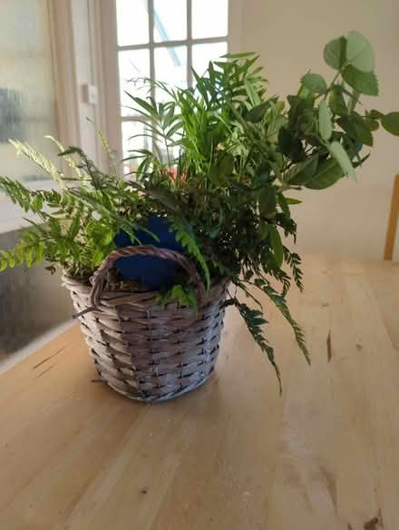 Photo of free Planter with four plants (Lower Buckland SO41) #2