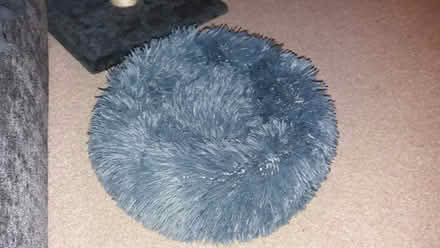 Photo of free Pet donut bed (Tolworth KT6) #1