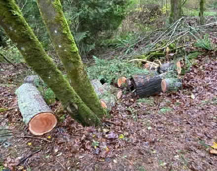 Photo of free firewood (North end of Sammamish) #3