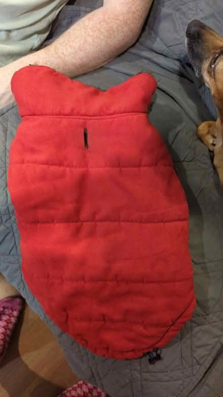 Photo of free Faux suede and faux fur dog jacket (60 wasdale Cres.) #1