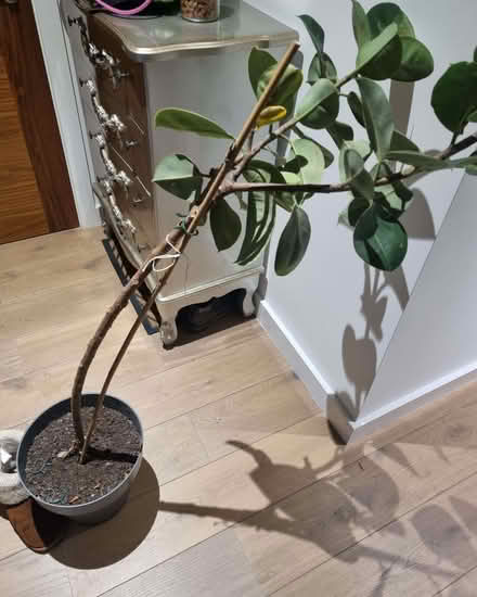 Photo of free Rubber plant (AB21) #3