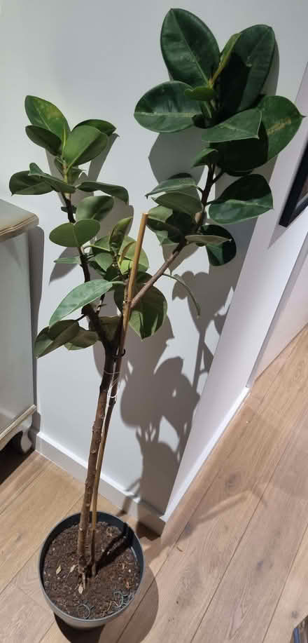 Photo of free Rubber plant (AB21) #1