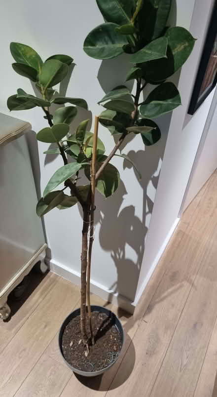 Photo of free Rubber plant (AB21) #2